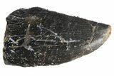 Serrated, Allosaurus Tooth - Bone Cabin Quarry, Wyoming #163398-1